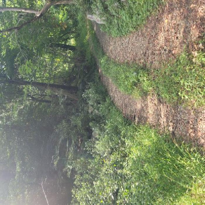 2025타경103711 임야 · 서울특별시 서초구 양재동 산67-1