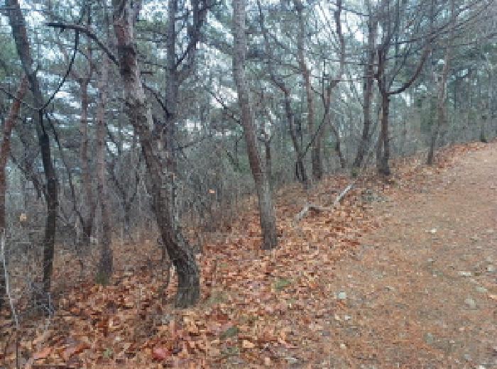 2025타경507429 임야 · 인천광역시 옹진군 영흥면 내리 산420-3
