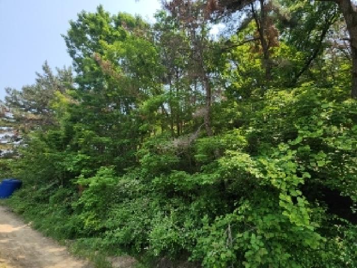 2025타경509274 임야 · 인천광역시 중구 남북동