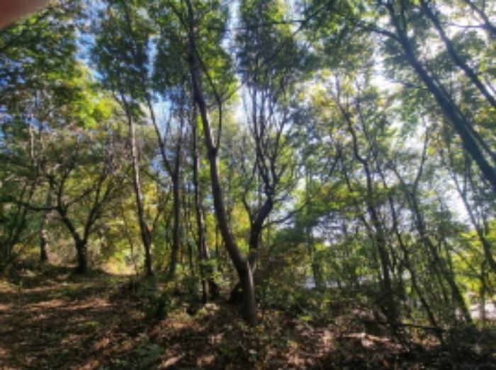 2024타경94652 임야 · 경기도 화성시 송산면 중송리 산116-4