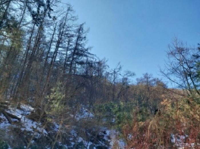 2025타경53092 임야 · 경기도 용인시 수지구 동천동