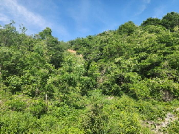 2025타경56022 임야 · 경기도 화성시 송산면 고포리 산216-8