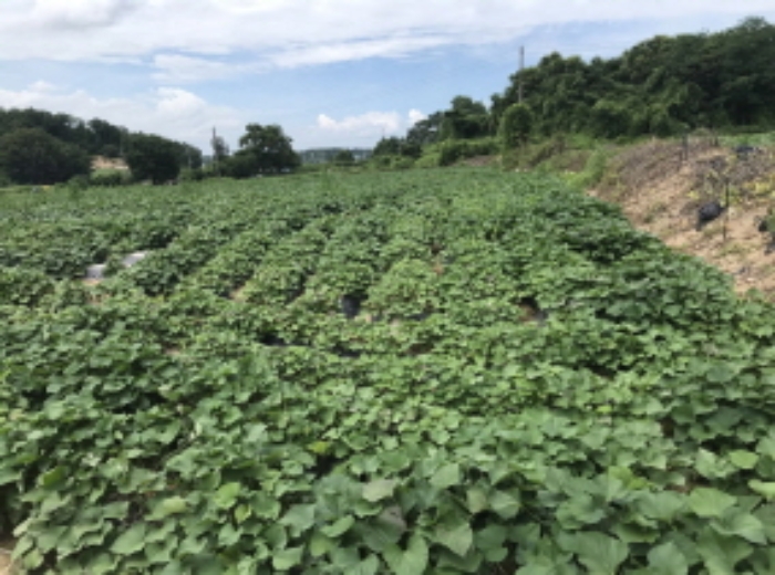 2021타경2931 대지 · 경기도 여주시 대신면