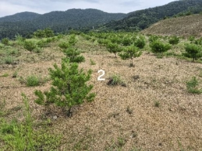 2024타경36164 임야 · 경기도 여주시 세종대왕면 신지리 108-11