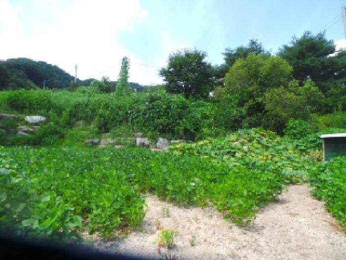 2025타경50747 · 강원특별자치도 화천군 사내면 사창리 82