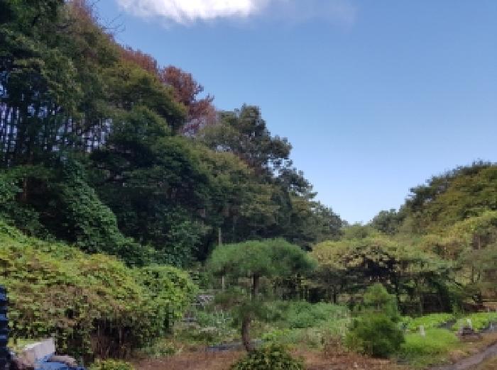 2025타경50872 임야 · 강원특별자치도 춘천시 남산면 방하리 261-2