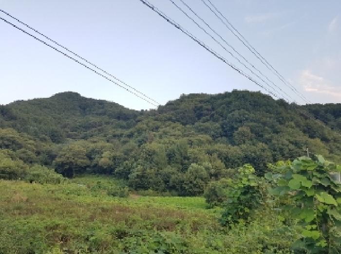 2025타경50887 임야 · 강원특별자치도 홍천군 남면 양덕원리 산19