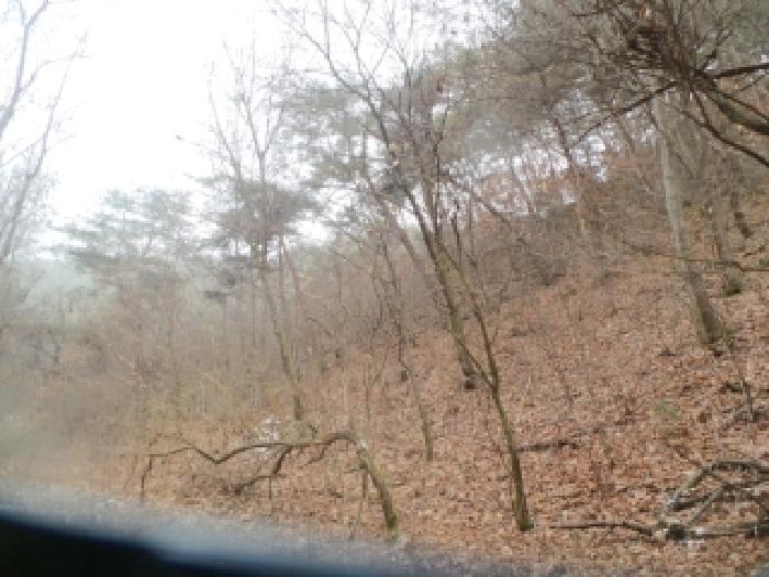 2025타경50995 임야 · 강원특별자치도 춘천시 동면 지내리 산51-3