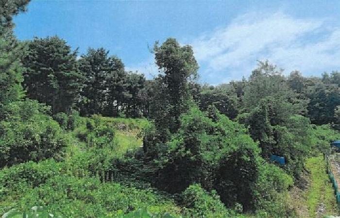 2025타경30661 대지 · 강원특별자치도 동해시 천곡동