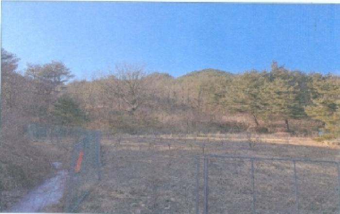 2026타경50038 임야 · 강원특별자치도 삼척시 근덕면 장호리 산104