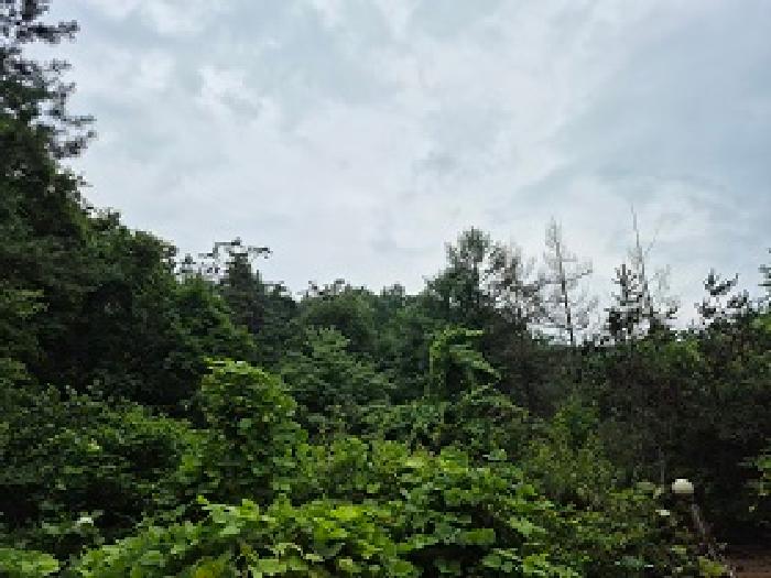 2025타경20710 임야 · 강원특별자치도 횡성군 서원면
