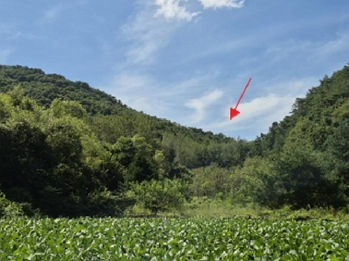 2025타경20850 임야 · 강원특별자치도 횡성군 공근면 창봉리 산66