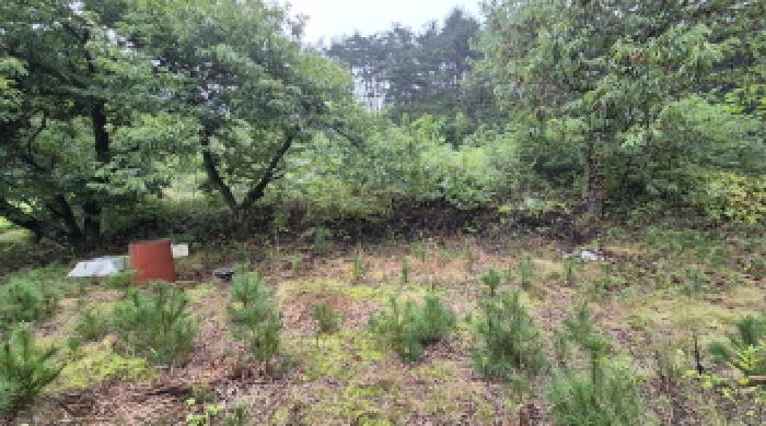 2025타경10356 · 강원특별자치도 고성군 간성읍 상리 379-5