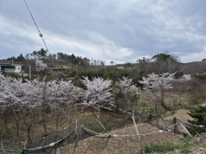 2025타경215 전답 · 강원특별자치도 고성군 죽왕면 가진리 94-1