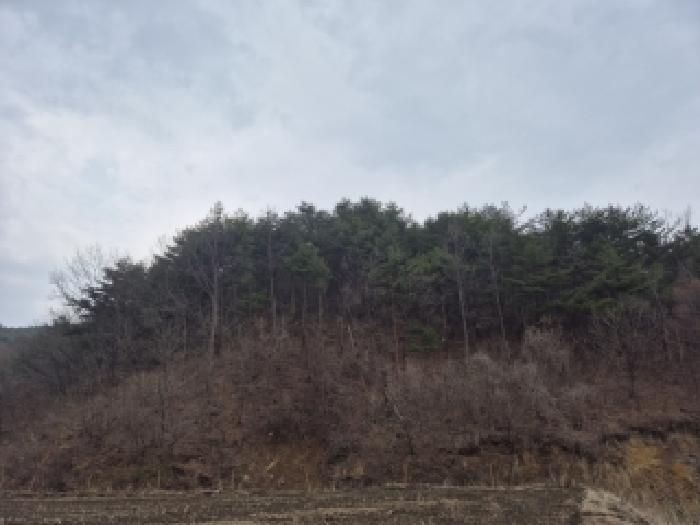 2026타경10065 임야 · 강원특별자치도 고성군 현내면 철통리 216-2