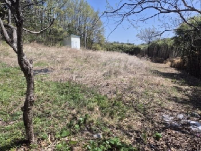 2026타경33 임야 · 강원특별자치도 고성군 죽왕면 구성리 산10