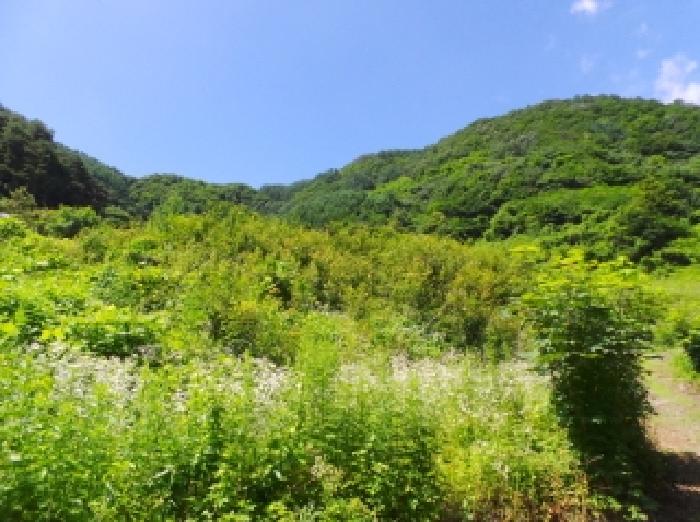 2025타경30495 임야 · 강원특별자치도 정선군 화암면