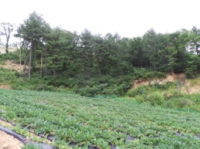 2025타경30533 임야 · 강원특별자치도 평창군 대관령면 용산리 산300