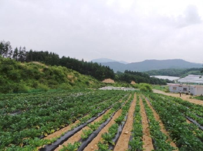 2025타경30546 · 강원특별자치도 평창군 대관령면
