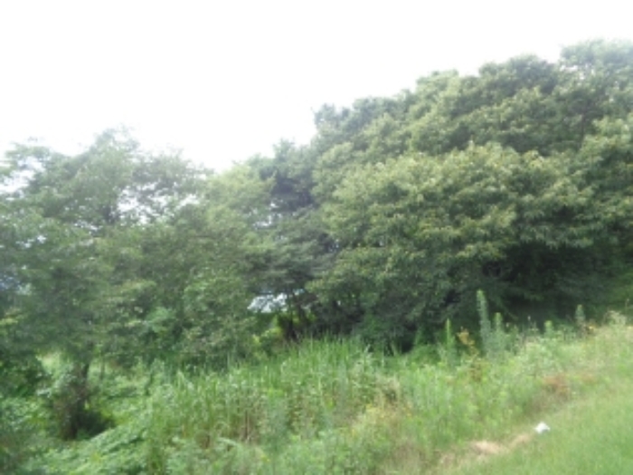 2024타경57336 · 충청북도 청주시 청원구 내수읍 내수리 253