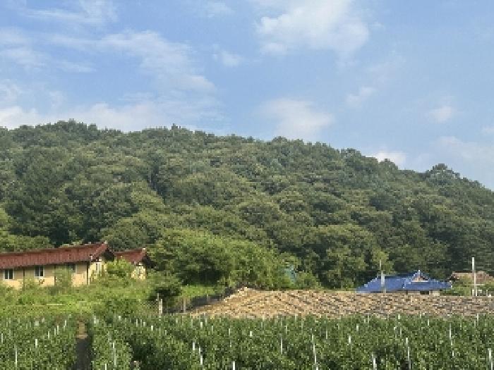 2025타경51614 임야 · 충청북도 괴산군 청안면 운곡리 산29-2