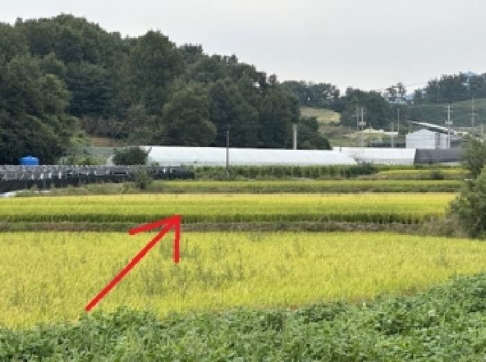 2025타경51781 전답 · 충청북도 증평군 증평읍