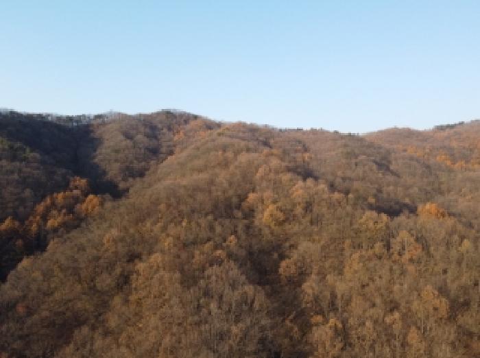 2025타경52011 임야 · 충청북도 보은군 보은읍