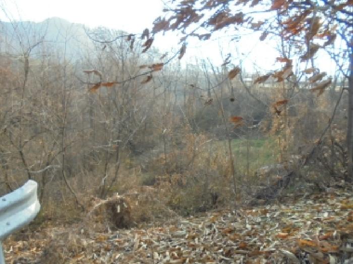 2025타경52074 임야 · 충청북도 보은군 삼승면 천남리 280-3