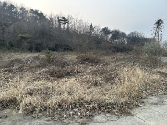 2025타경5332 임야 · 충청북도 괴산군 칠성면 두천리 산20-8