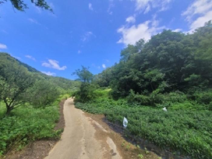 2026타경276 임야 · 충청북도 보은군 마로면 소여리 산18-1