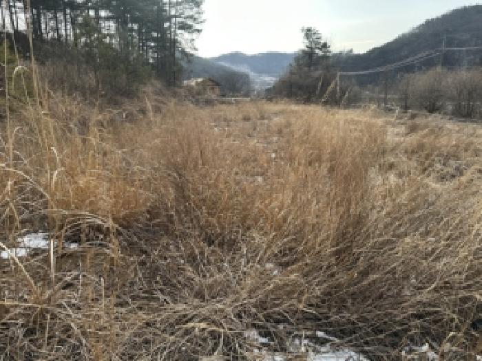 2026타경50045 임야 · 충청북도 청주시 상당구 미원면 금관리 산53