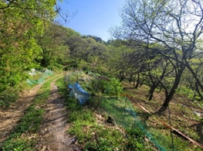 2026타경50455 임야 · 충청북도 청주시 청원구 내수읍 우산리 산48-15
