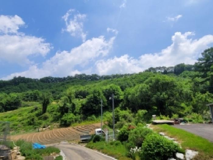 2026타경50544 임야 · 충청북도 괴산군 괴산읍 신항리 산93-1