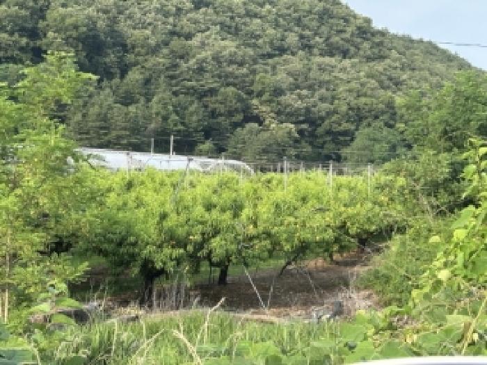 2026타경50627 전답 · 충청북도 보은군 마로면 오천리 74-2