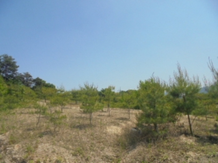 2024타경1404 임야 · 충청북도 충주시 앙성면 사미리 산20-2