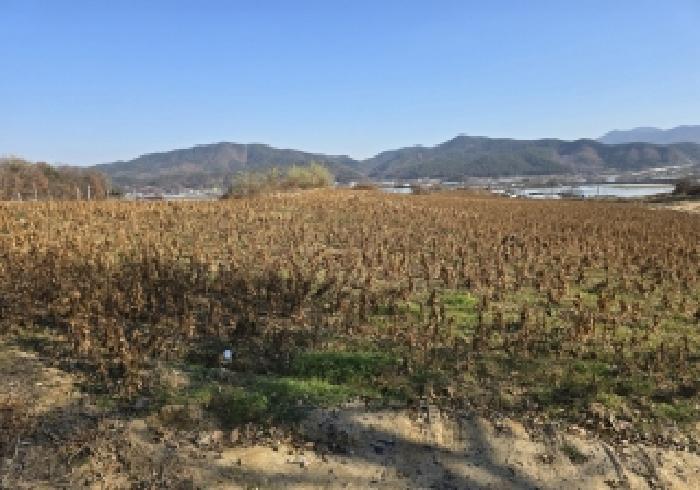 2025타경2534 임야 · 충청북도 음성군 금왕읍 정생리 620