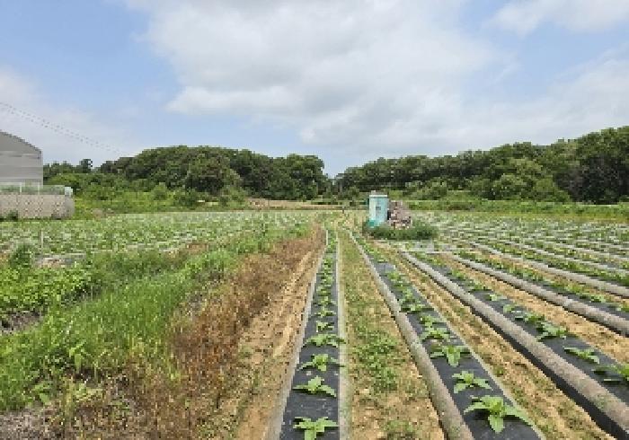 2025타경30518 전답 · 충청북도 음성군 대소면