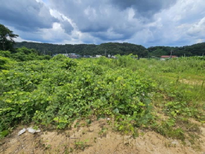 2025타경30655 임야 · 충청북도 음성군 대소면 대풍리 산33-7