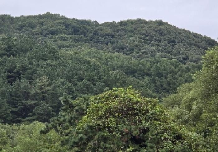 2025타경30756 임야 · 충청북도 충주시 앙성면