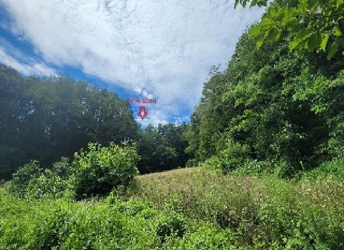 2025타경10182 임야 · 충청북도 옥천군 청성면