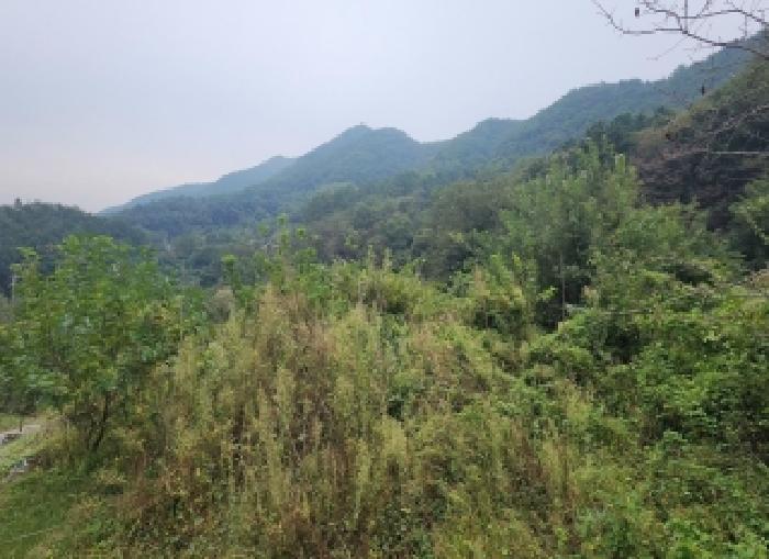 2025타경118 임야 · 충청북도 옥천군 동이면