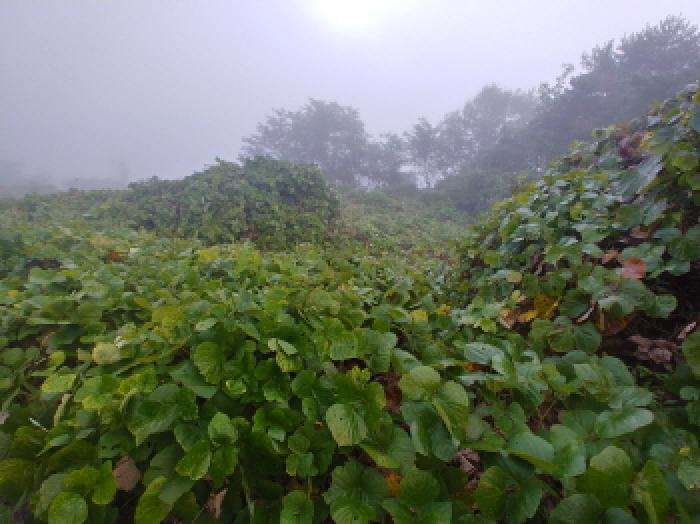 2025타경503493 임야 · 충청남도 금산군 제원면