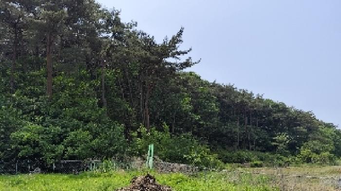 2025타경15704 임야 · 충청남도 보령시 오천면