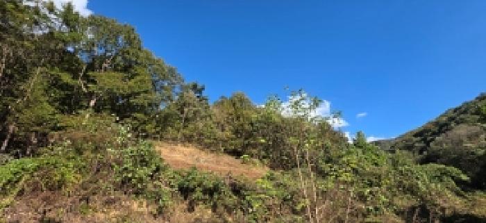 2025타경16048 임야 · 충청남도 예산군 대술면