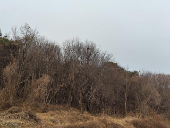 2025타경16223 임야 · 충청남도 보령시 천북면 장은리 산140-1