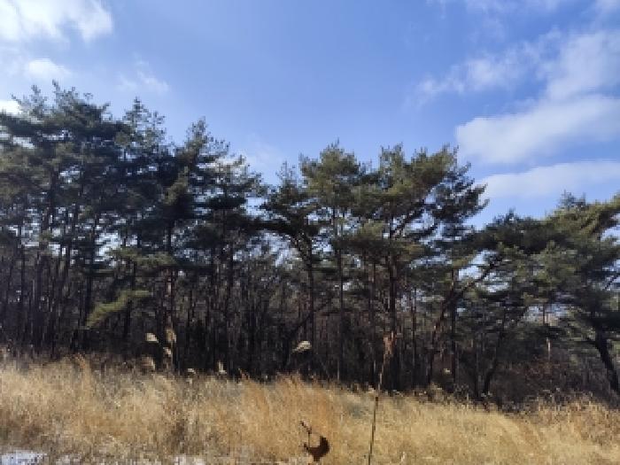 2026타경15043 임야 · 충청남도 보령시 웅천읍 성동리 산10-1