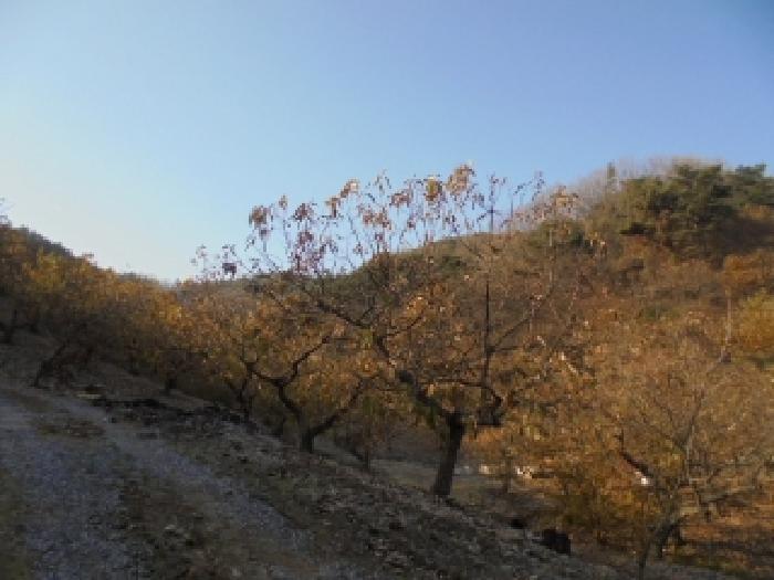 2025타경20548 임야 · 충청남도 부여군 규암면 신성리 산57