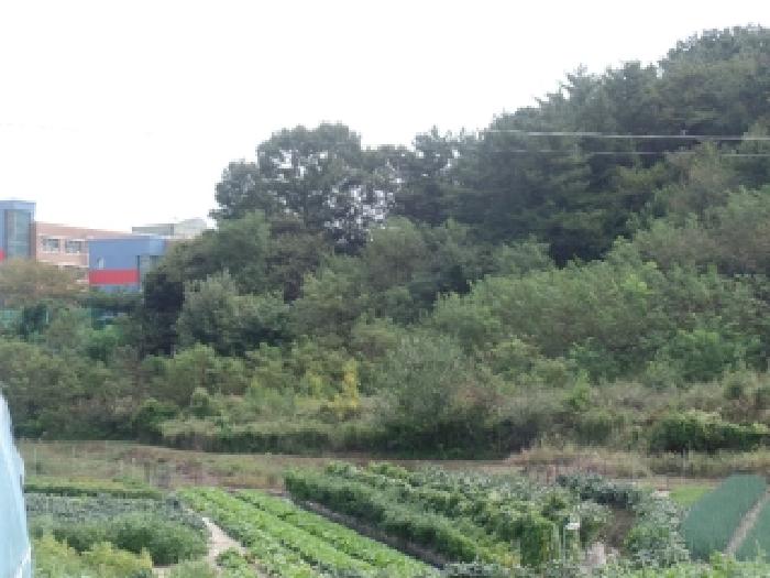 2025타경468 임야 · 충청남도 계룡시 엄사면 엄사리 232-177