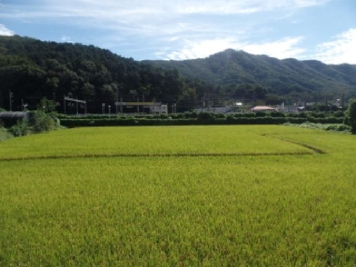 2025타경473 전답 · 충청남도 논산시 연산면