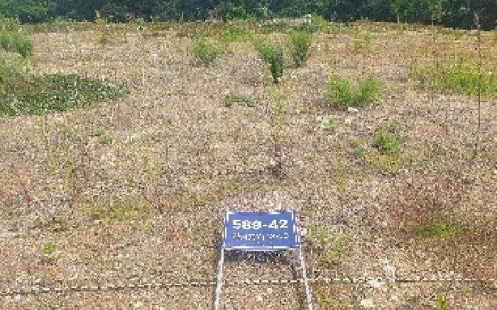 2025타경522 토지 · 충청남도 천안시 서북구 백석동 589-42